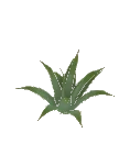 Bush Aloe Vera
