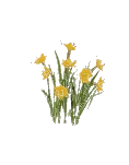 Flower Narcissus