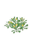 Pissenlit en fleur