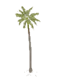 Königspalme