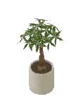 Plant Money