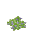 Weed Violet