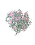 Bush Oleander
