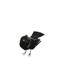 Corbeau pose3