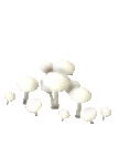 Amanita maloliente