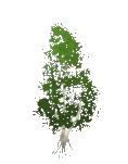 Betulla bianca