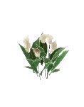 Flower Lily Calla