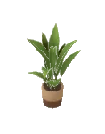 Plant Aspidistra