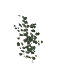 Vine Ivy Hedera Helix Large
