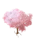 Ciliegio giapponese