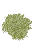 Aukube Gold Dust