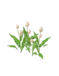 Flower Tulips