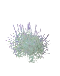 Bush Lavender