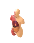 Tuhaflıklar Anatomik Model