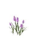 Flower Orchid