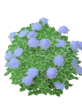 Bush Hydrangea