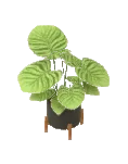 Planta Calathea orbifolia
