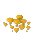 黄红菇