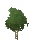 Tree Rowan