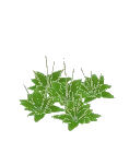 Weed Broadleaf Plantain Cluster