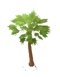 Tree Palm European Fan