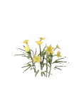 Flower Lily