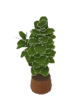 Ficus lyrata
