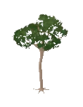 Tree Pine Maritime