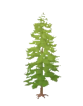 Tree Fir Siberian
