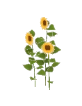 Flower Sun Trio