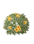 Ibisco