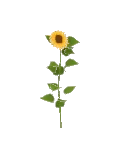 Flower Sun