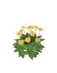 Flower Susans Black Eyed