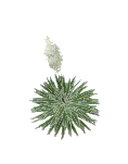 Bush Yucca