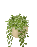 브라질 스킨답서스 화분