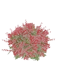 Crespino