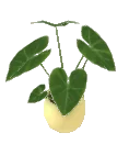 Philodendron gloriosum