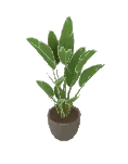 Strelitzie Augusta