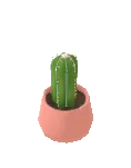 Cactus marchitándose