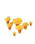 Ipomicete