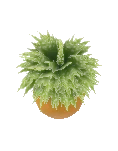 Schwertfarn
