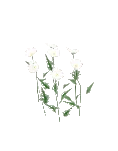 Flower Daisy