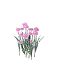 Flower Carnation