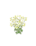 Weed Cinquefoil