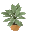 Plant Aglaonema