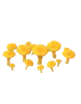 꾀꼬리버섯