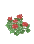 Flower Geranium