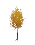 Ginkgo