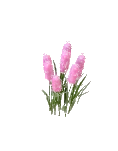 Flower Hyacinth