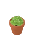 Basilico